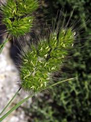 Poháňka ježatá (Cynosurus echinatus)