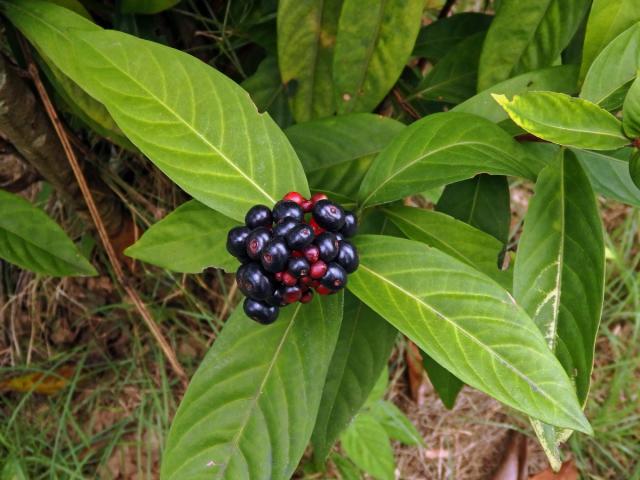 Ixora javanica (Blume) DC.