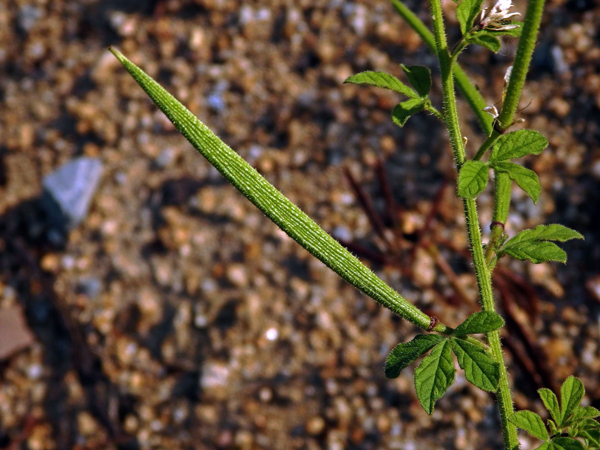 Luštěnice (Cleome viscosa L.)