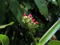 Cissus quadrangularis L.