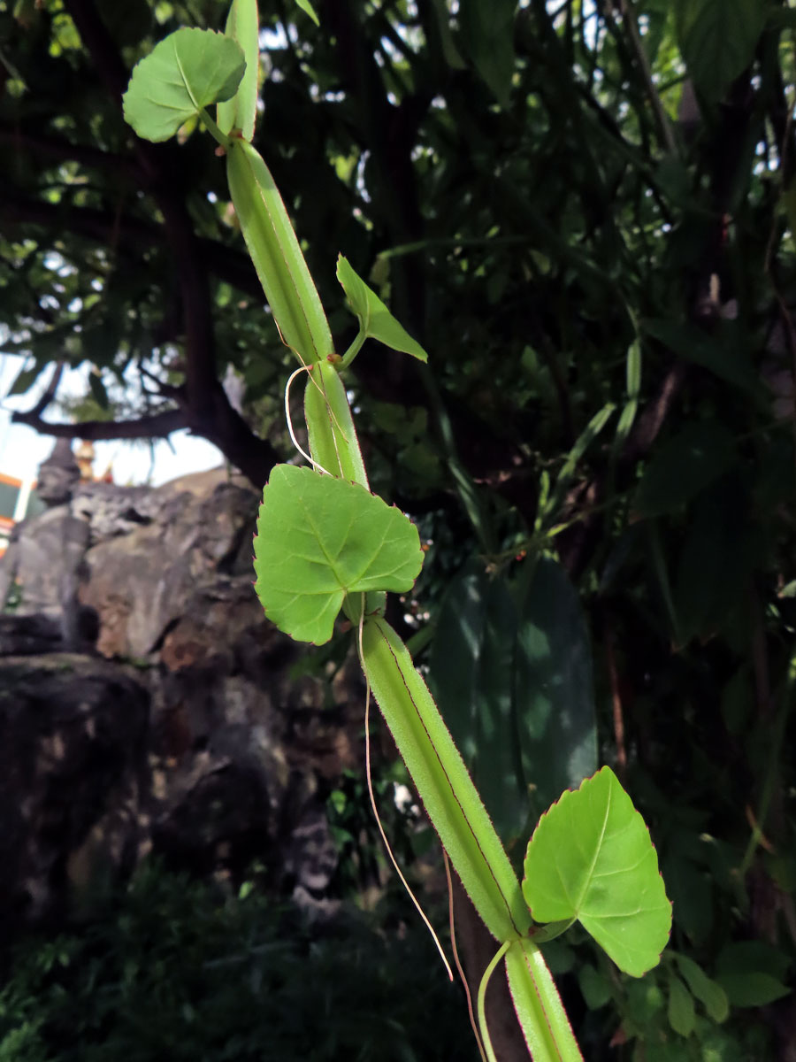 Cissus quadrangularis L.