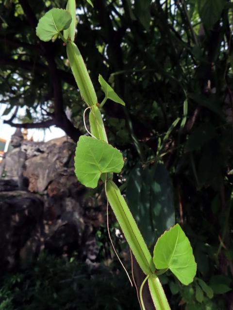 Cissus quadrangularis L.