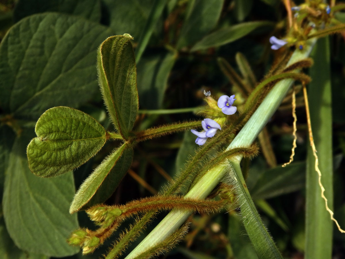 Calopogonium mucunoides Desv.