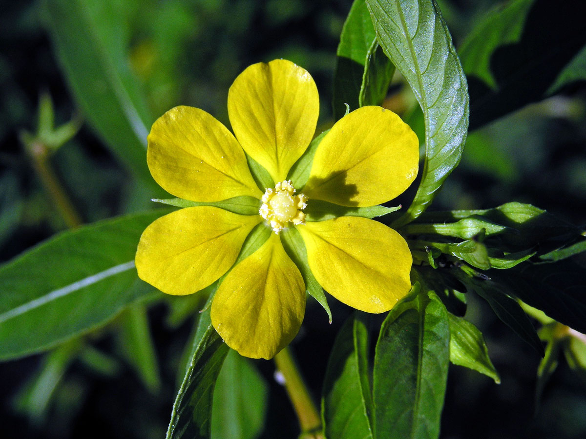 Zakucelka (Ludwigia octovalis (Jacq.) P. H.) s šestičetným květem