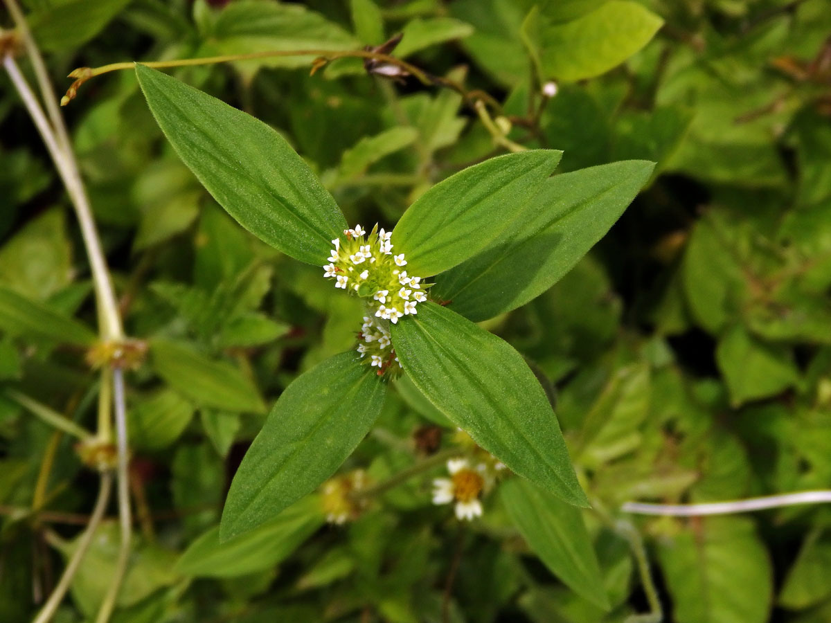 Spermacoce ocymoides Burn.f.