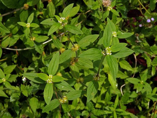 Spermacoce ocymoides Burn.f.