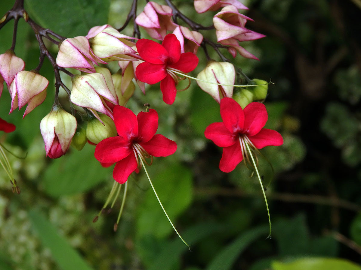 Clerodendrum x speciosum Dombr.