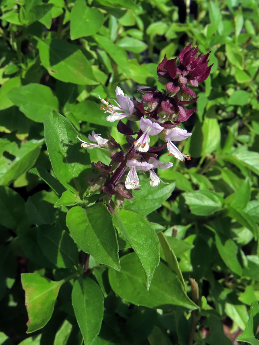 Bazalka vonná (Ocimum basilicum L.)