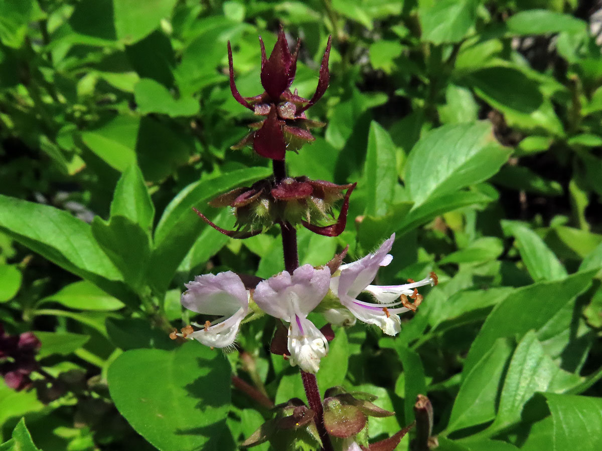 Bazalka vonná (Ocimum basilicum L.)