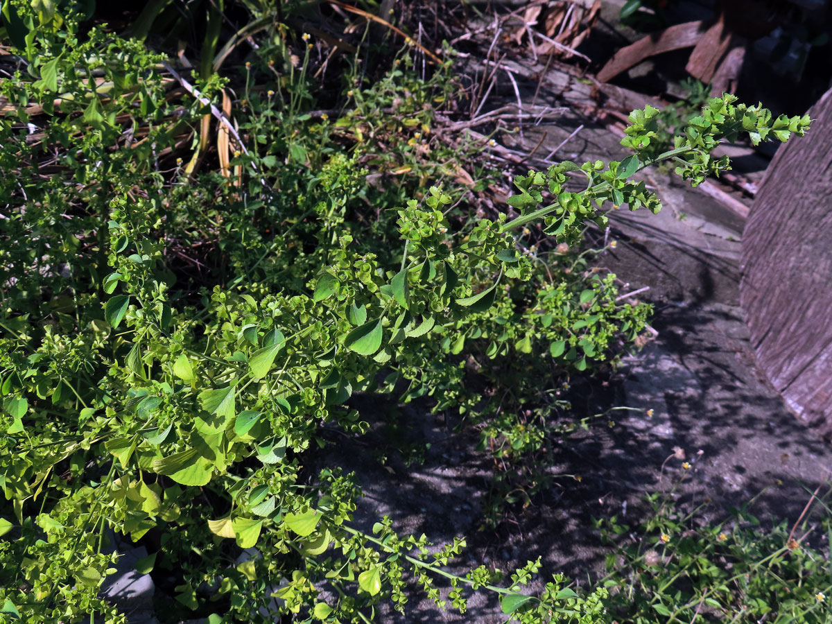 Acalypha indica L.