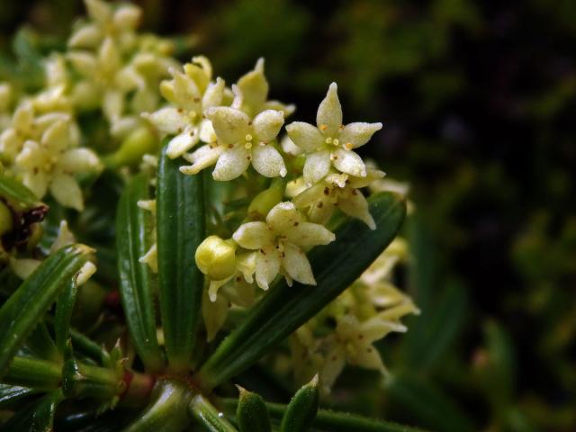 Mořena cizí (Rubia peregrina L. subsp. longifolia (Poir.) O. Bolòs)