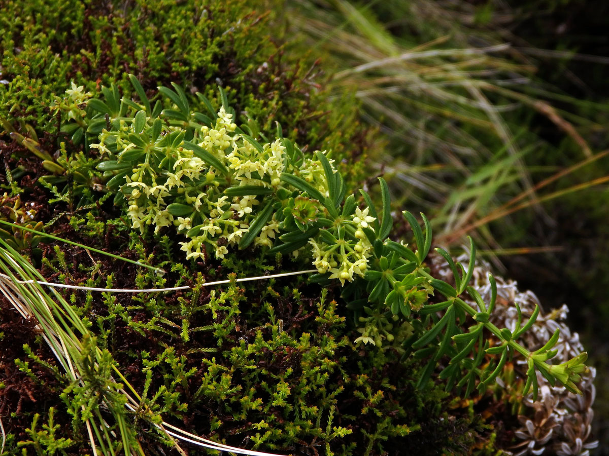 Mořena cizí (Rubia peregrina L. subsp. longifolia (Poir.) O. Bolòs)