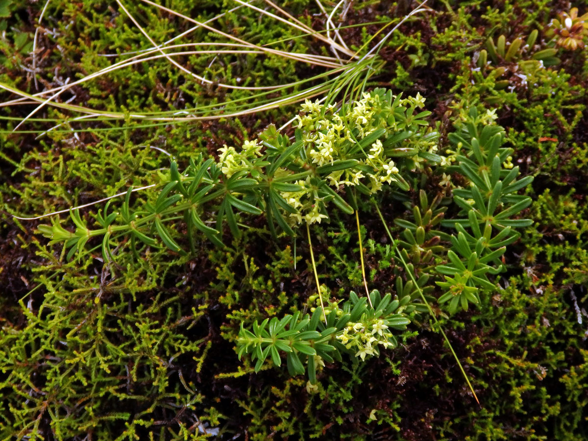 Mořena cizí (Rubia peregrina L. subsp. longifolia (Poir.) O. Bolòs)