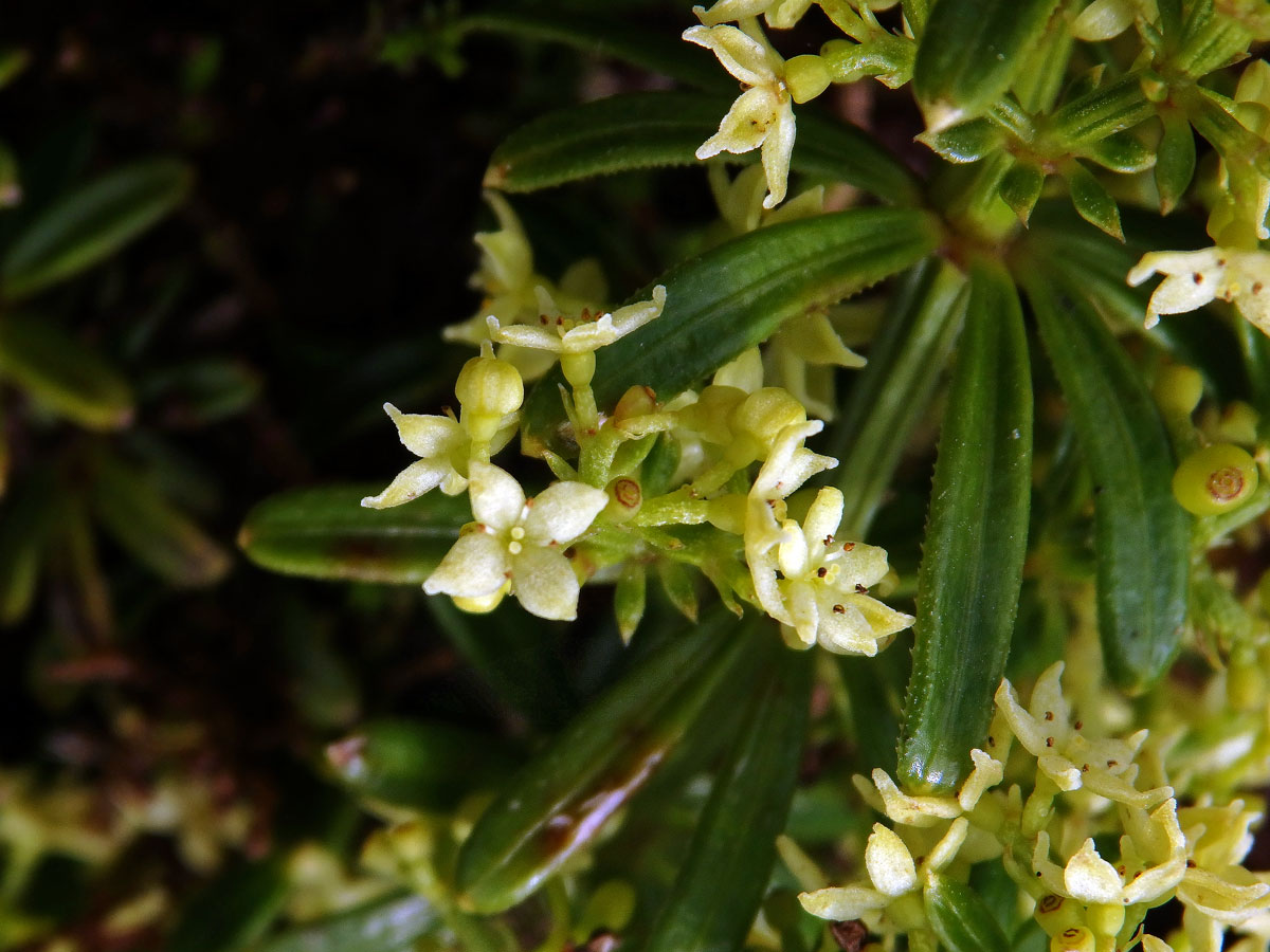 Mořena cizí (Rubia peregrina L. subsp. longifolia (Poir.) O. Bolòs)