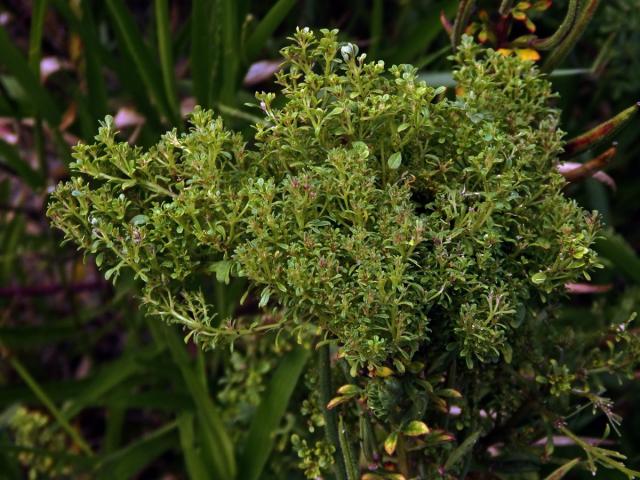 Anomálie květenství luštěnice (Cleome viscosa L.)