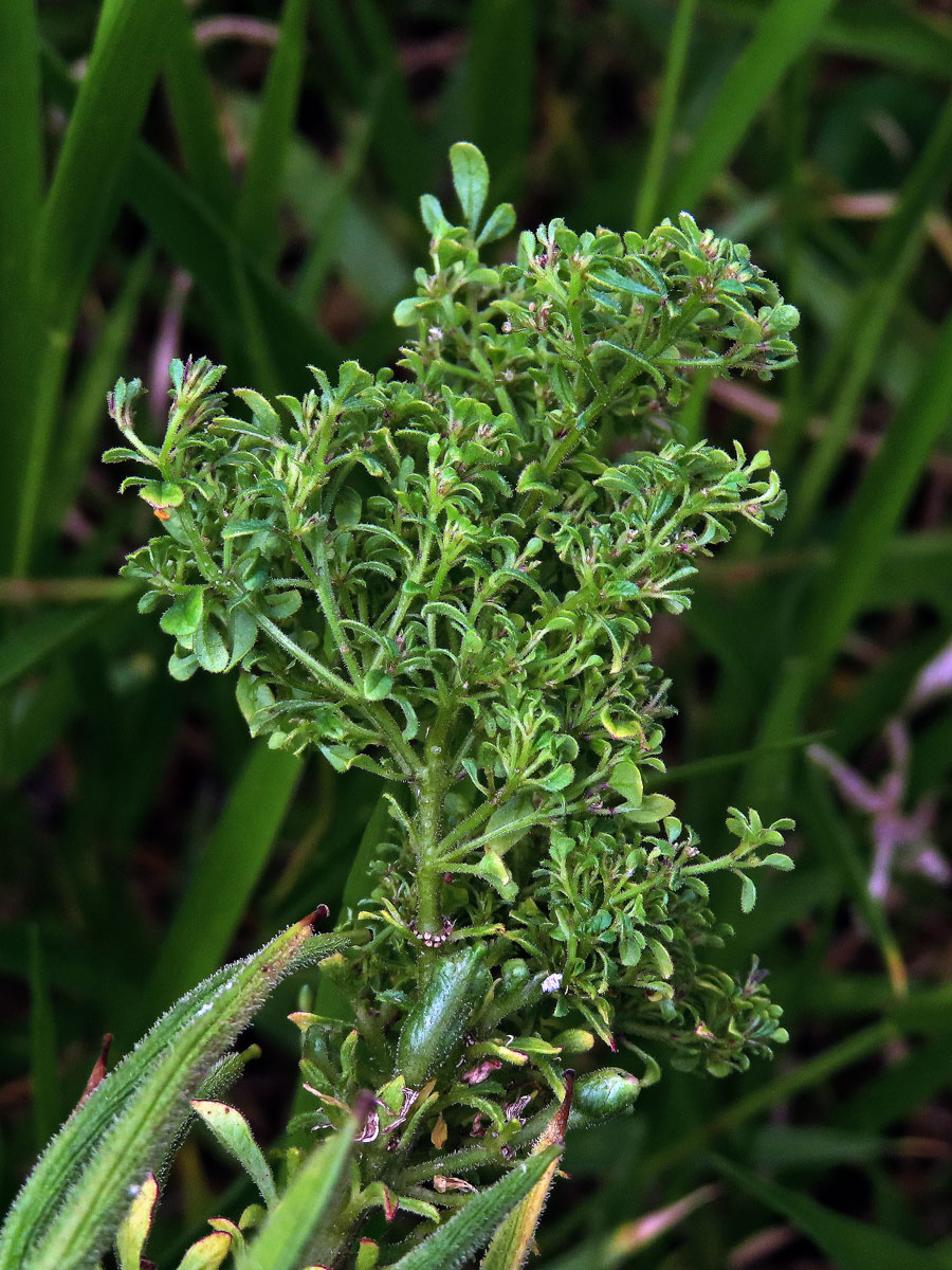 Anomálie květenství luštěnice (Cleome viscosa L.)