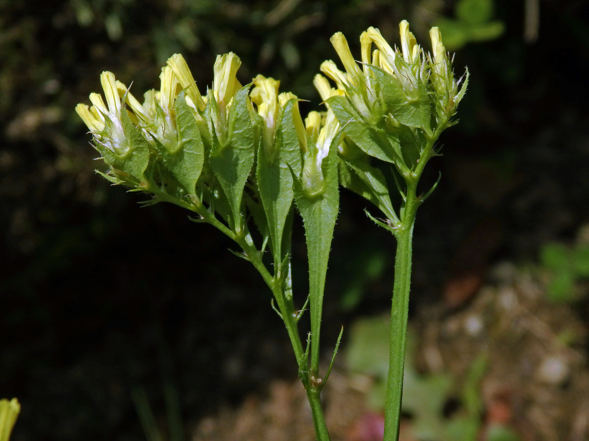 Limonka chobotnatá (Limonium sinuatum (L.) Mill.)