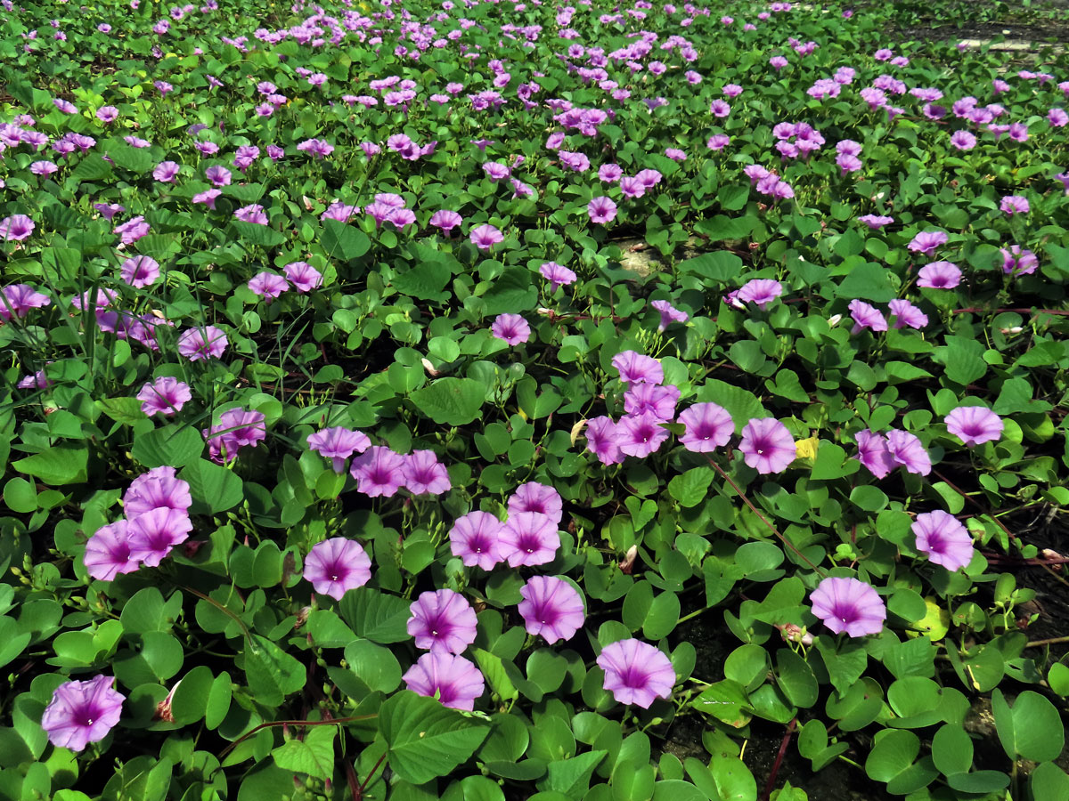 Povijnice pomořská (Ipomoea pes-caprae (L.) R. Br.)