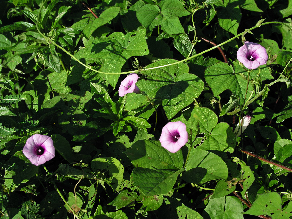 Povíjnice (Ipomoea cordatotriloba Dennst.)