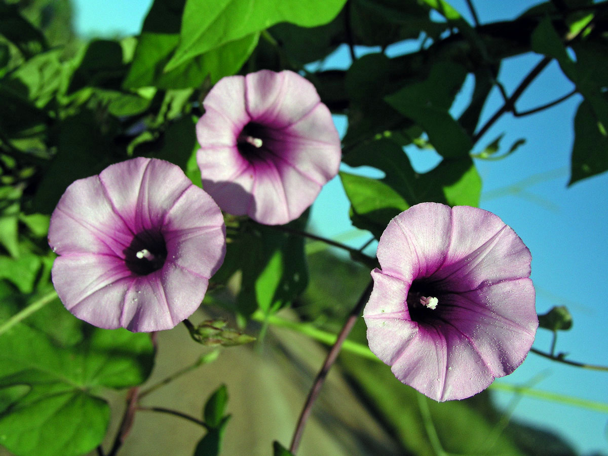 Povíjnice (Ipomoea cordatotriloba Dennst.)