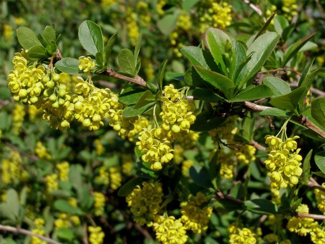 Dřišťál obecný (Berberis vulgaris L.)