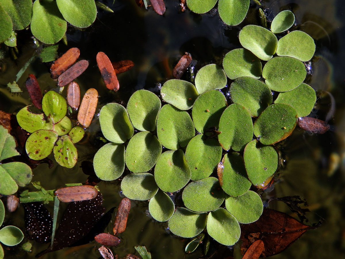 Nepukalka (Salvinia radula Baker)