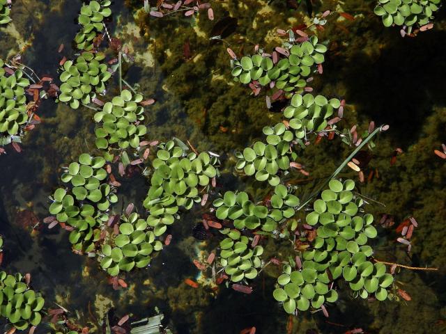 Nepukalka (Salvinia radula Baker)