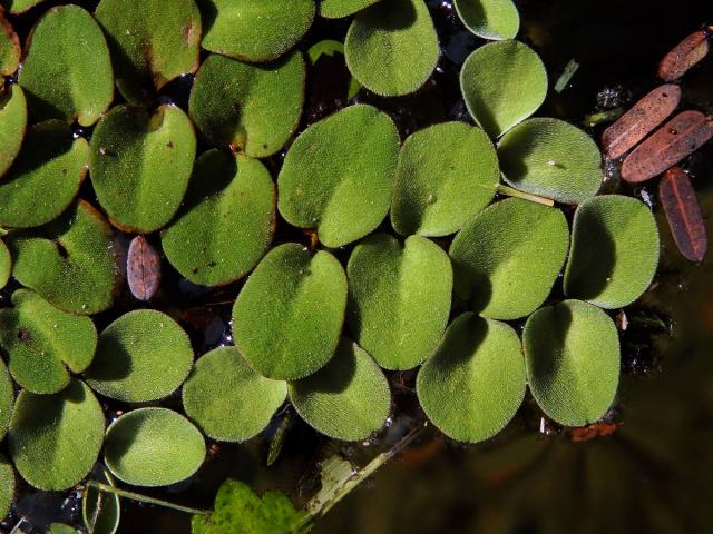 Nepukalka (Salvinia radula Baker)