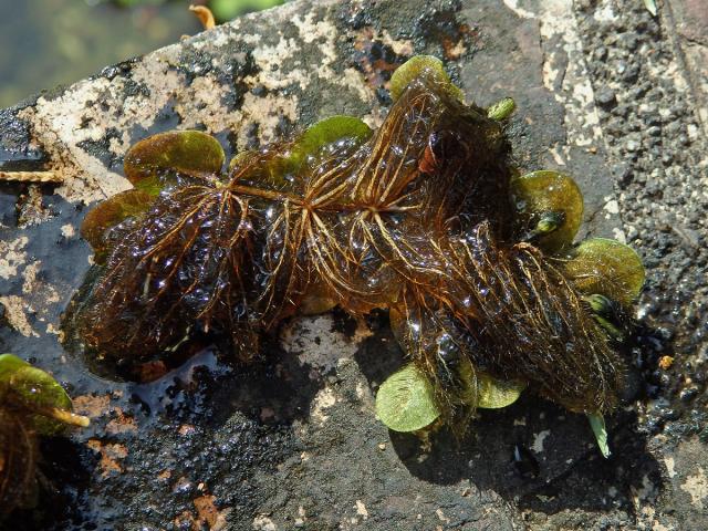 Nepukalka (Salvinia radula Baker)