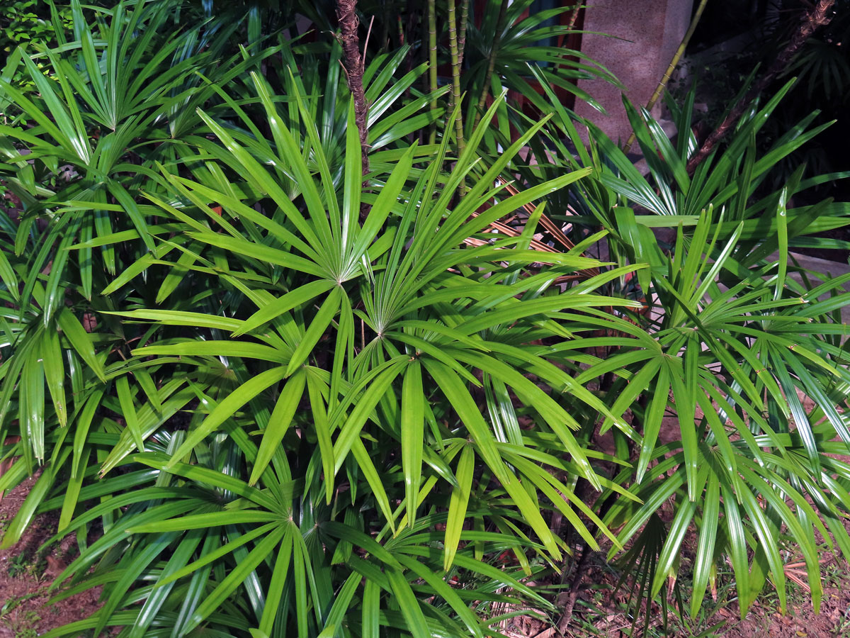 Rhapis excelsa (Thunb.) Henry