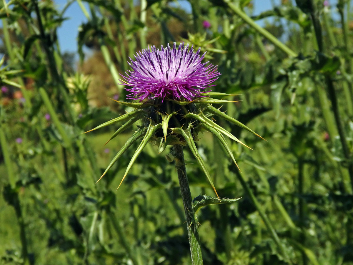 Ostropestřec mariánský (Silybum marianum (L.) Gaertn.)