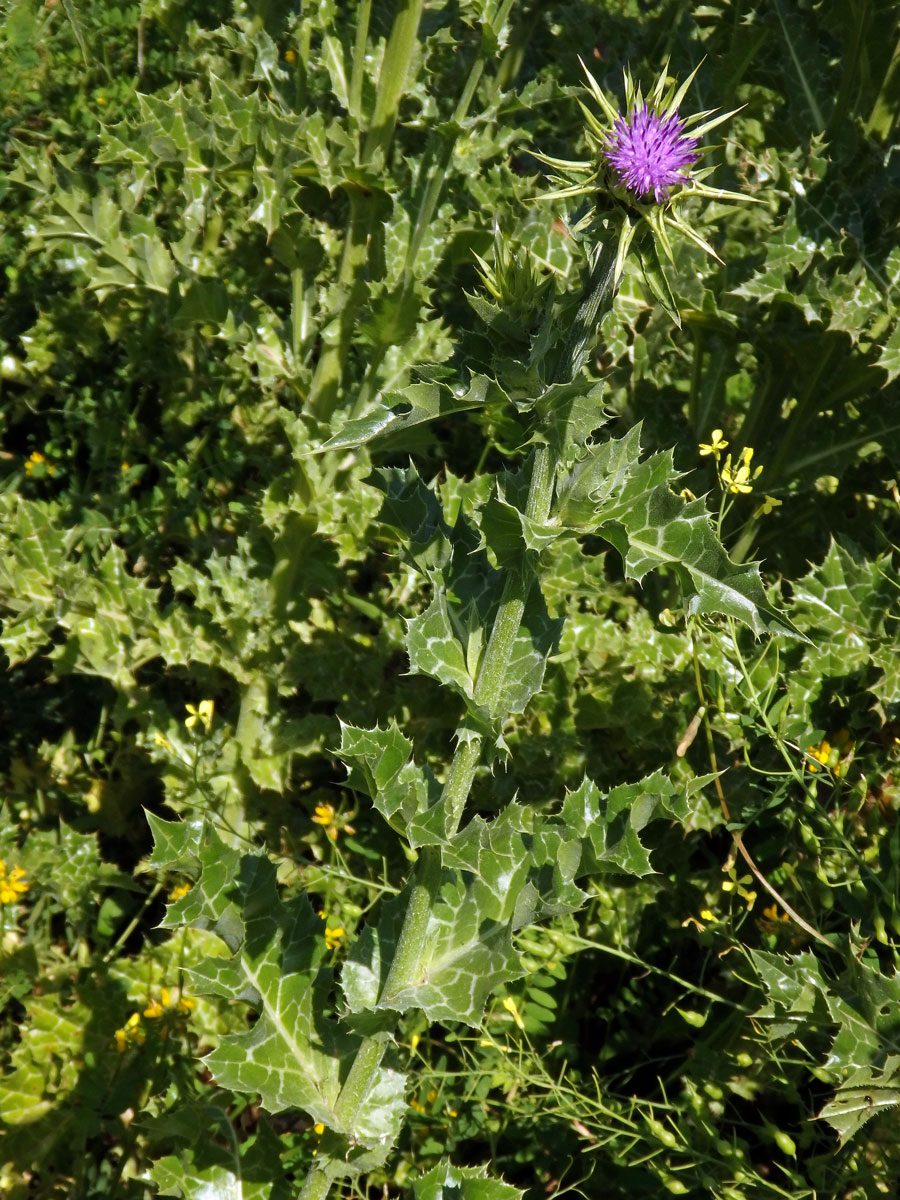 Ostropestřec mariánský (Silybum marianum (L.) Gaertn.)