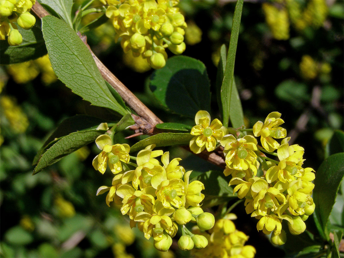 Dřišťál obecný (Berberis vulgaris L.)