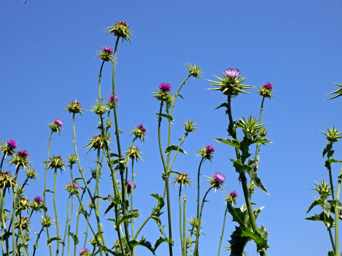 Ostropestřec mariánský (Silybum marianum (L.) Gaertn.)