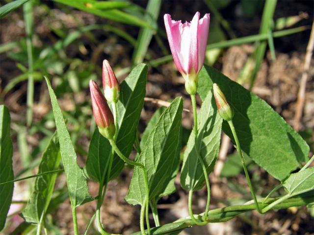 Svlačec rolní (Convolvulus arvensis L.)