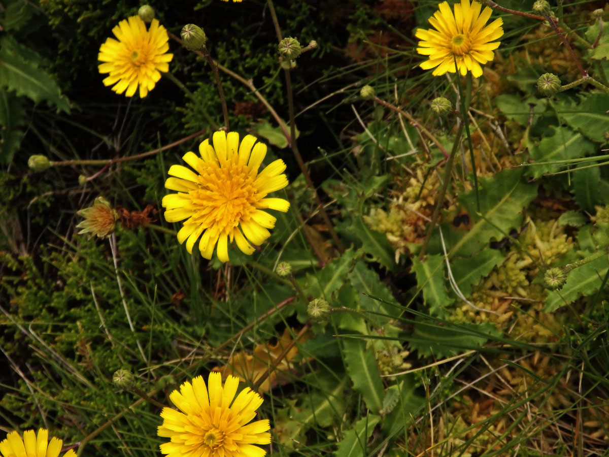 Škardovka azorská (Tolpis azorica (Nutt.) P. Silva)