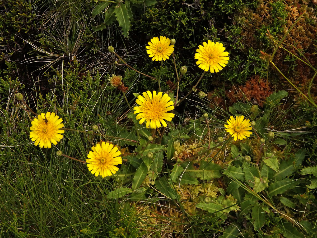 Škardovka azorská (Tolpis azorica (Nutt.) P. Silva)