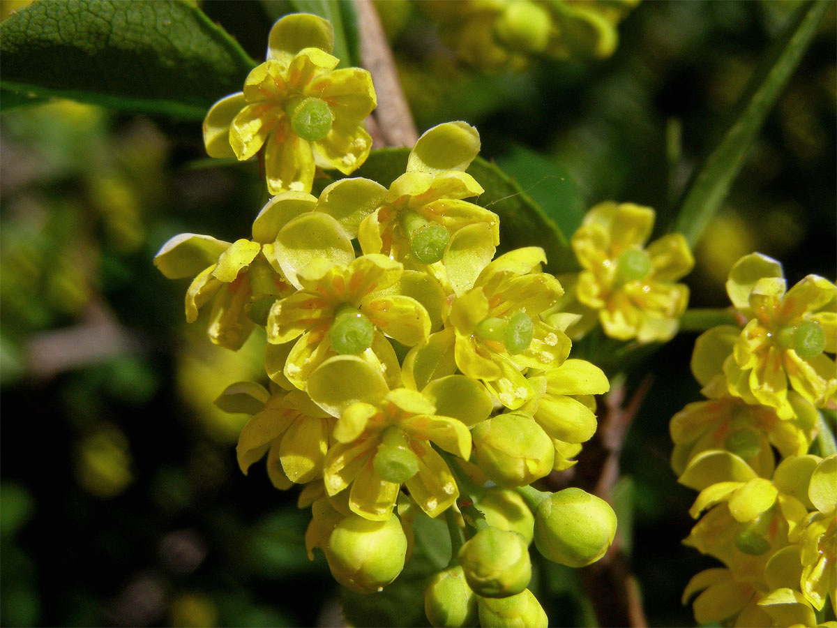 Dřišťál obecný (Berberis vulgaris L.)