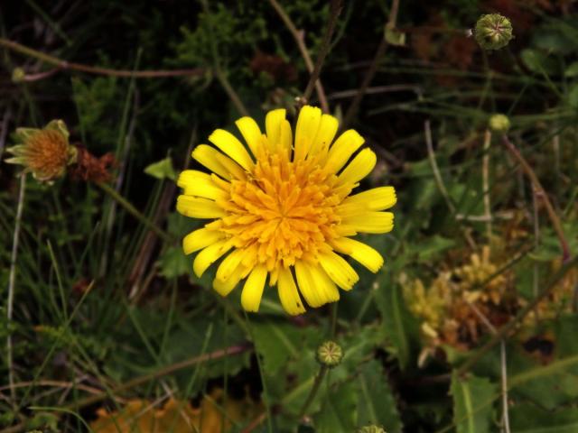 Škardovka azorská (Tolpis azorica (Nutt.) P. Silva)