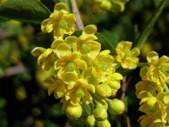 Dřišťál obecný (Berberis vulgaris L.)