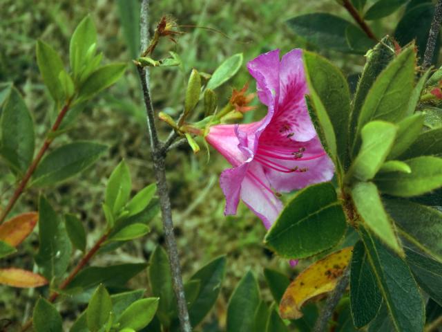 Pěnišník (Rhododendron indicum (L.) Sweet)