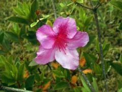 Pěnišník (Rhododendron indicum (L.) Sweet)