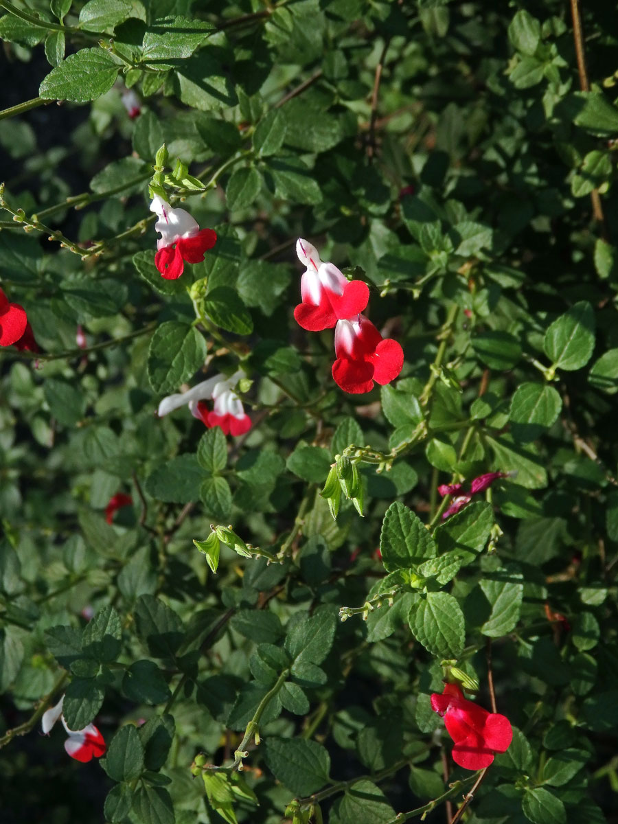 Šalvěj (Salvia microphylla Kunth)