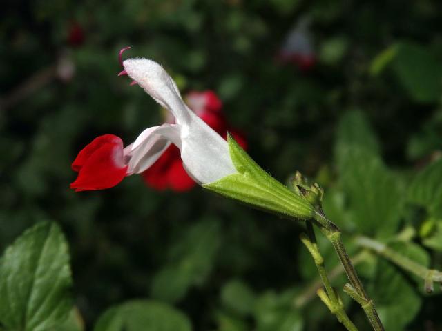 Šalvěj (Salvia microphylla Kunth)