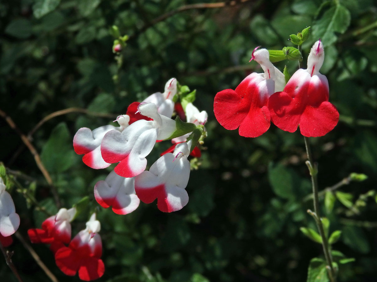 Šalvěj (Salvia microphylla Kunth)