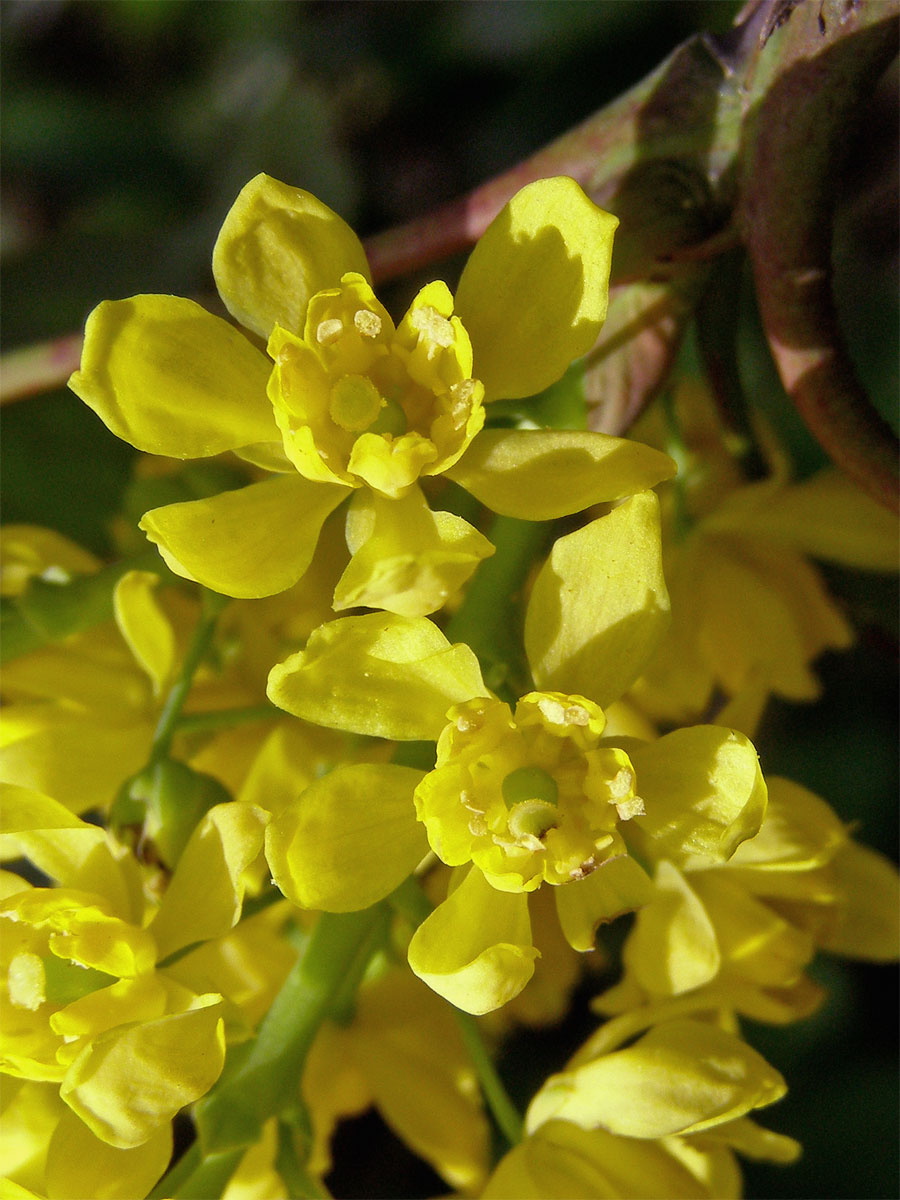 Dřišťál obecný (Berberis vulgaris L.)