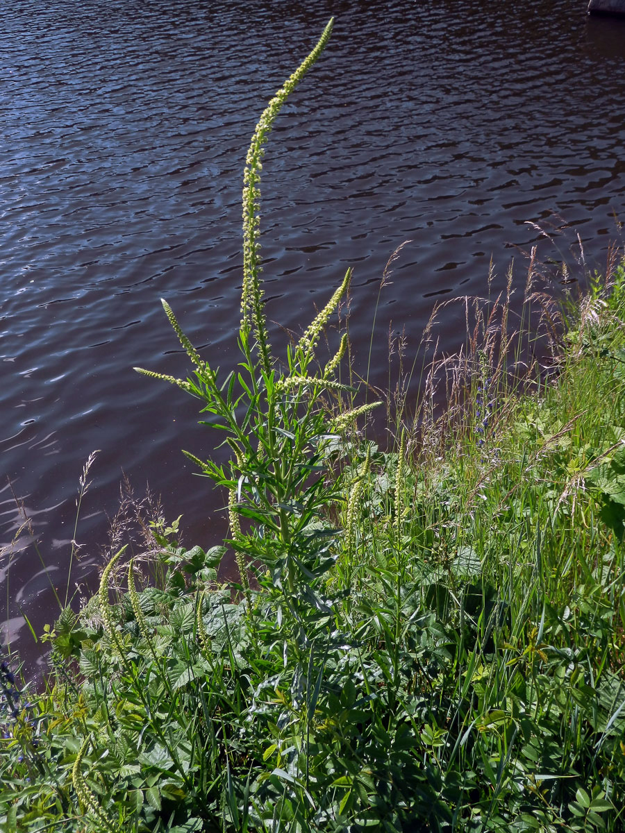 Rýt barvířský (Reseda luteola L.)