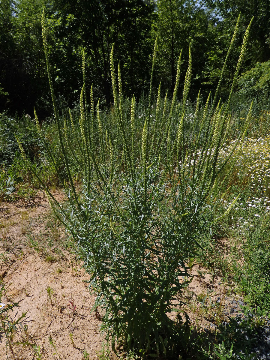 Rýt barvířský (Reseda luteola L.)