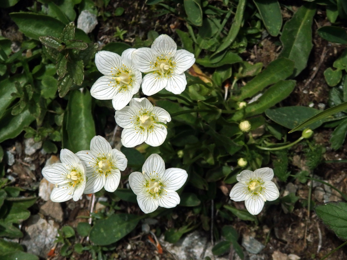 Tolije bahenní (Parnassia palustris L.)