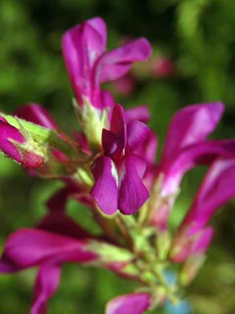 Kopyšník tmavý (Hedysarum hedysaroides (L.) Sch. et Thell.)